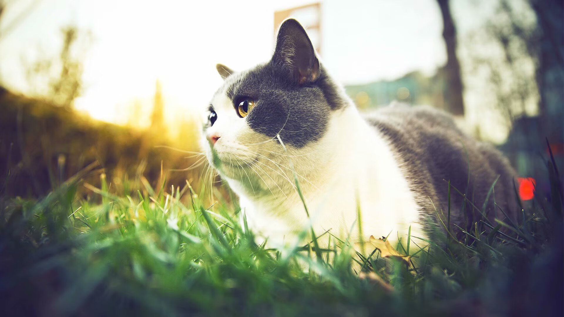 切尔西门将数次关键扑救保卫胜果，切尔西门将是谁